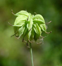   Infructescence:   Thalictrum polycarpum ; Photo by K. Morse, calphotos.berkeley.edu
